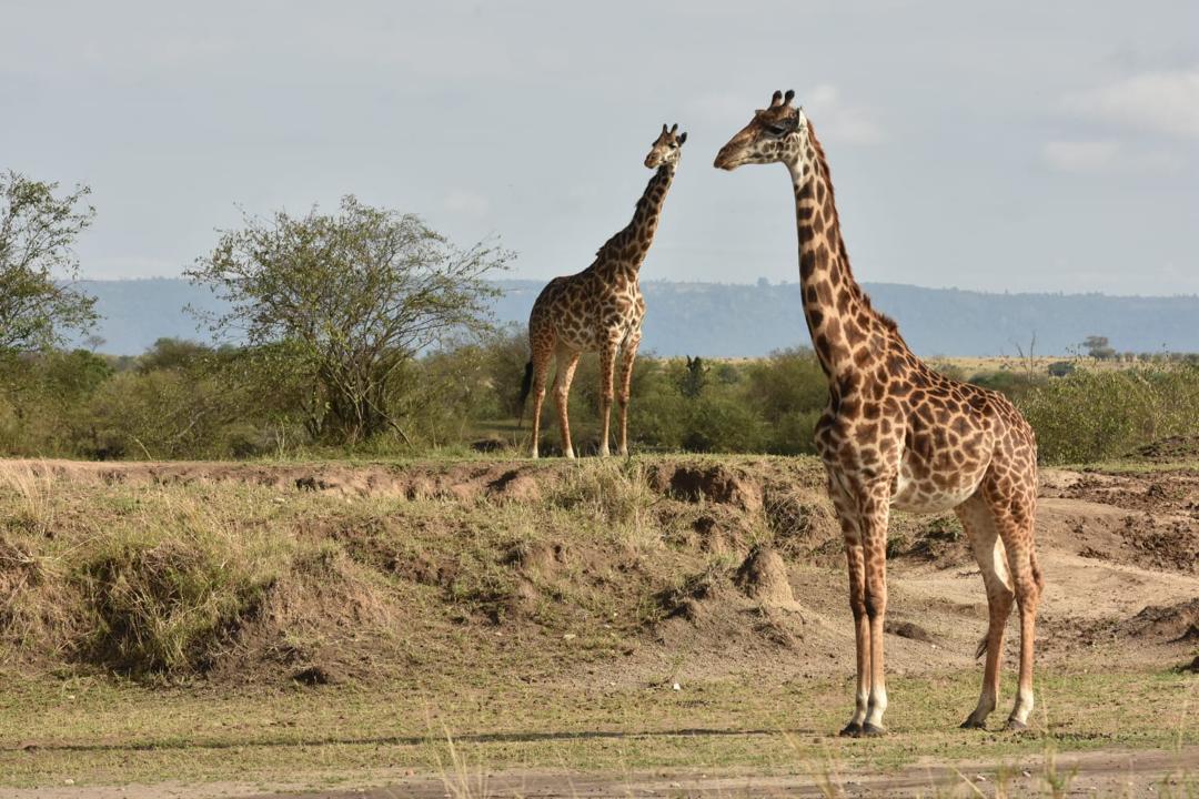 Giraffe