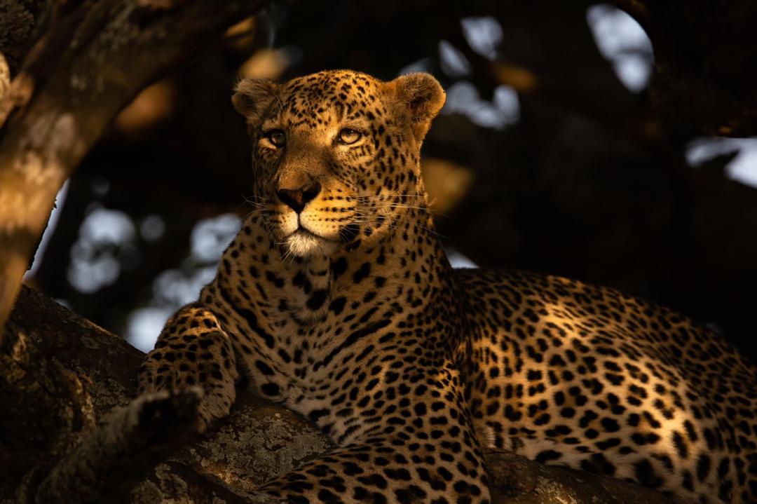 Leopard