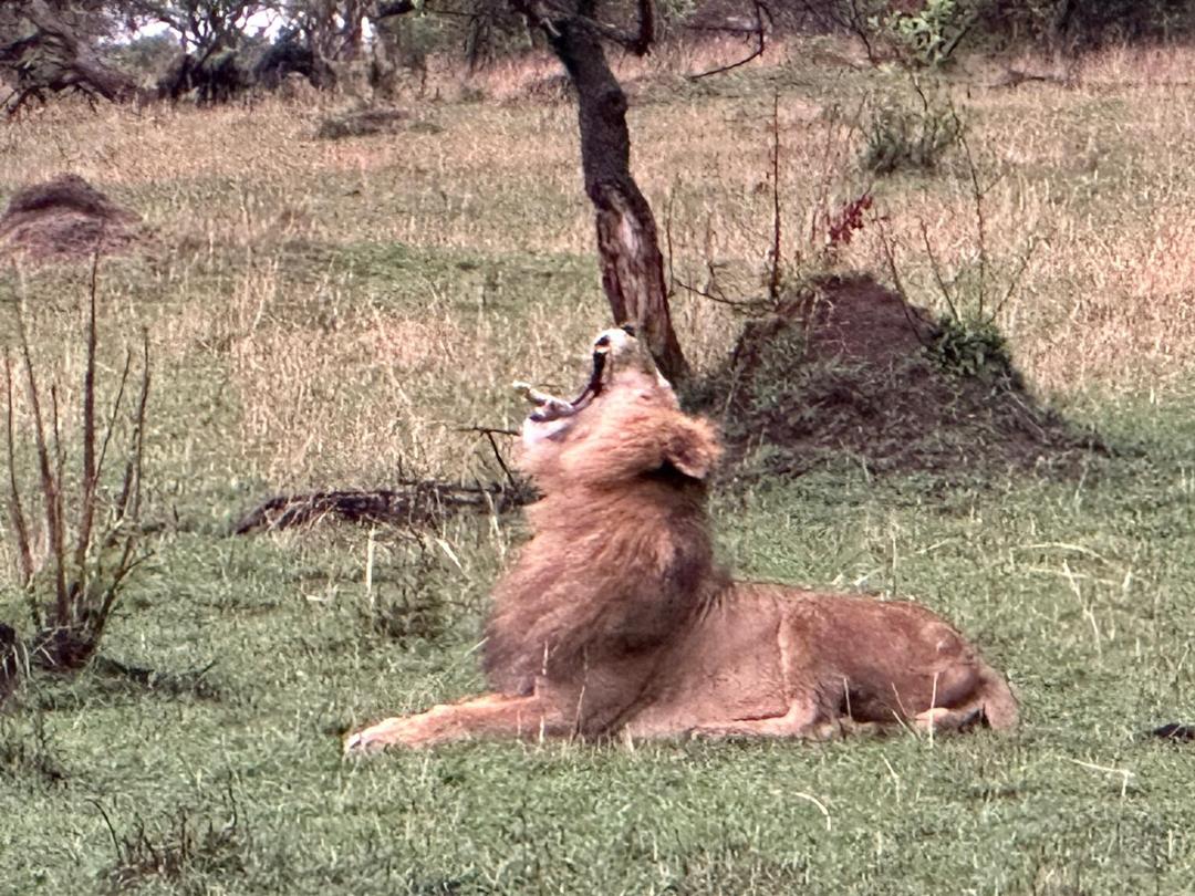 Lion