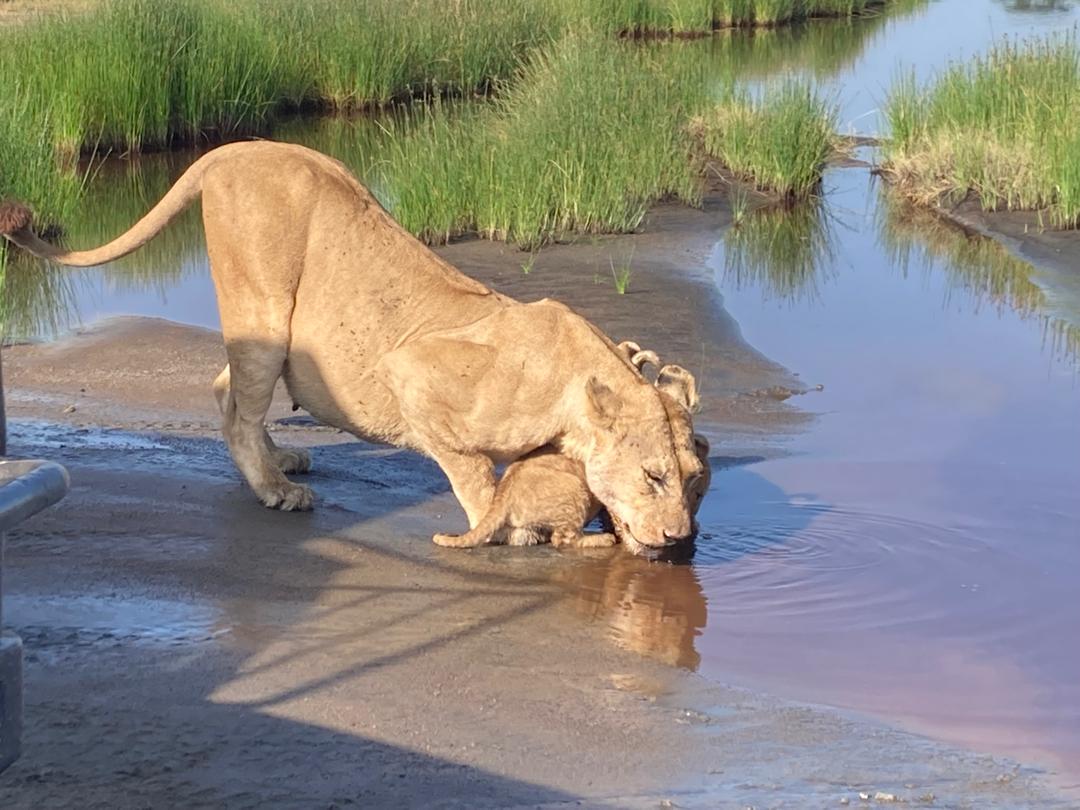 Ngorongoro
