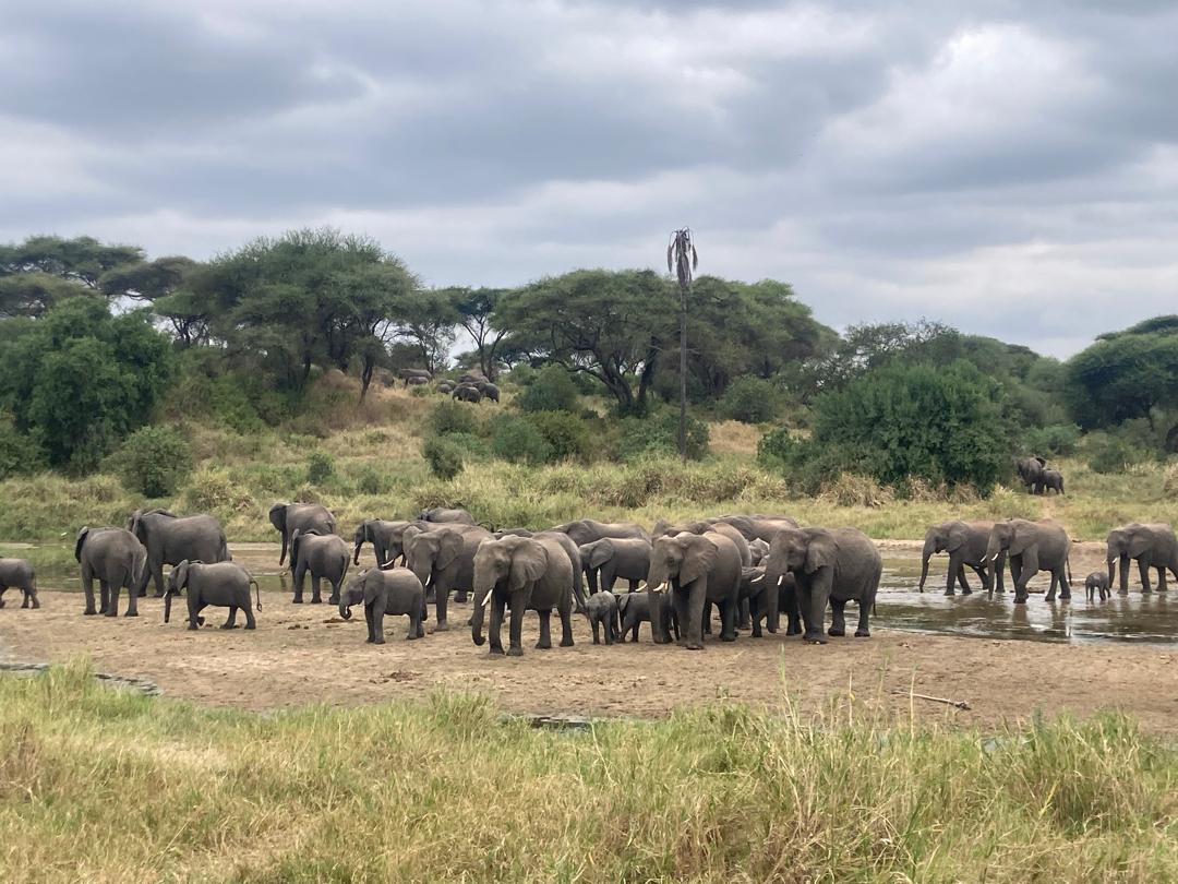 Tarangire