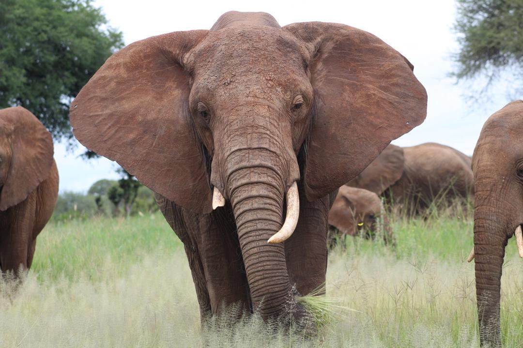 Safari Wildlife